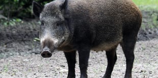 Reduction in numbers of boar in the Forest