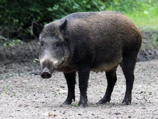 Reduction in numbers of boar in the Forest