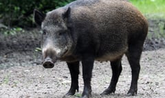 Reduction in numbers of boar in the Forest