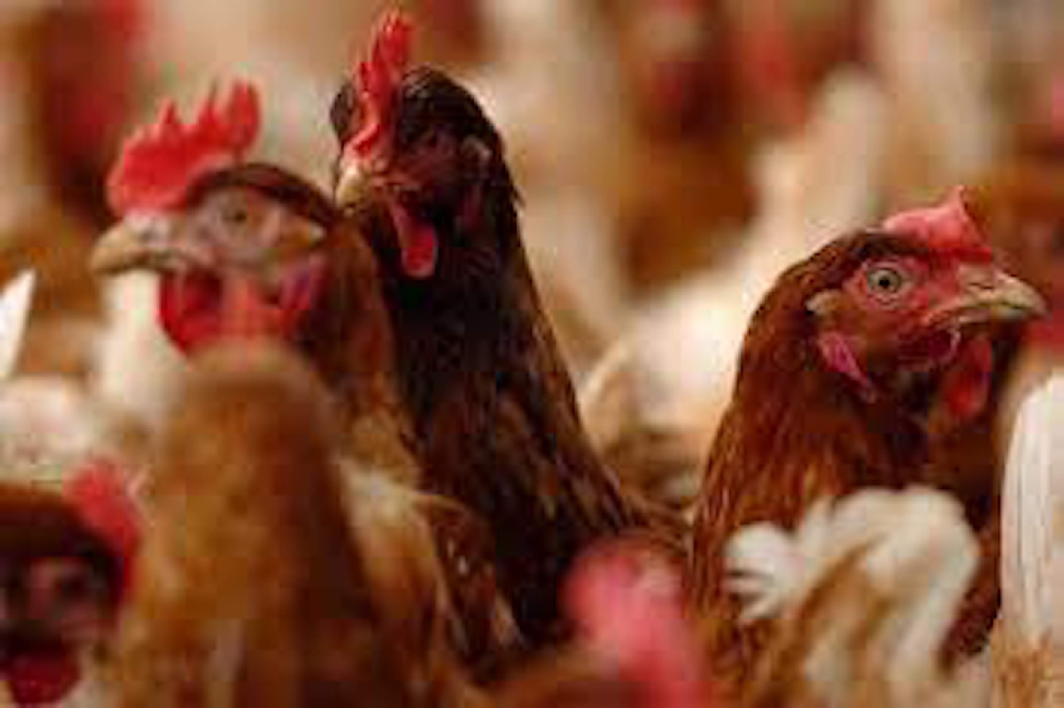 Chicken farms