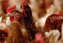 Fears poultry farm's 252,000 birds bid 'will damage ancient woodland'