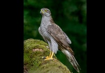 Police appeal after rare goshawk found shot