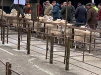 Faster trades than anticipated at Ross Market