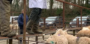 The news on the ewes, Ross Market report