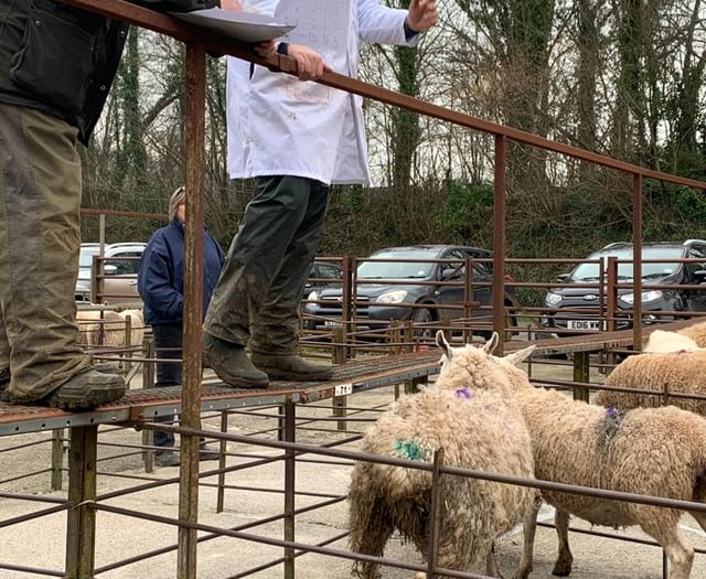 The news on the ewes, Ross Market report