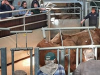 Ross Market livestock traded at impressive prices