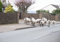 Concern sheep may be ‘suffering needlessly’