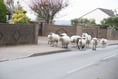 Concern sheep may be ‘suffering needlessly’