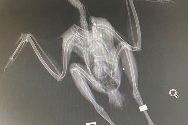 Appeal for information after birds found dead