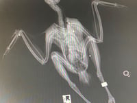 Appeal for information after birds found dead