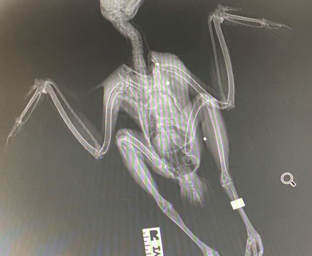 Appeal for information after birds found dead