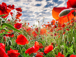 John Kyrle students mark Remembrance