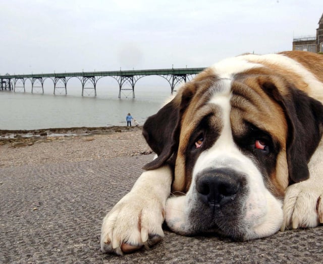 Hundreds of animal cruelty calls in Gloucestershire over three years