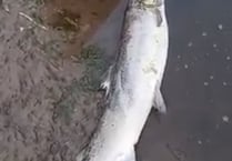 Heartbreak over dead salmon found in Wye
