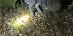 Man jailed for filming dogs killing wild boar in the Forest