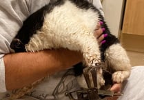 Appeal after cat’s leg caught in steel jaw trap