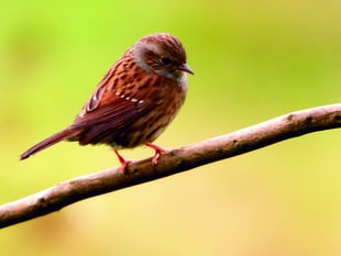 Expert reveals top tips for spotting summer wildlife