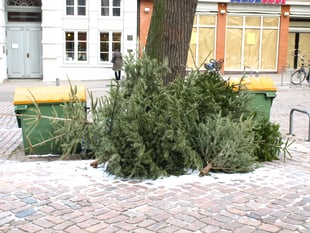 Don’t fly-tip your Christmas tree warns Forestry England 