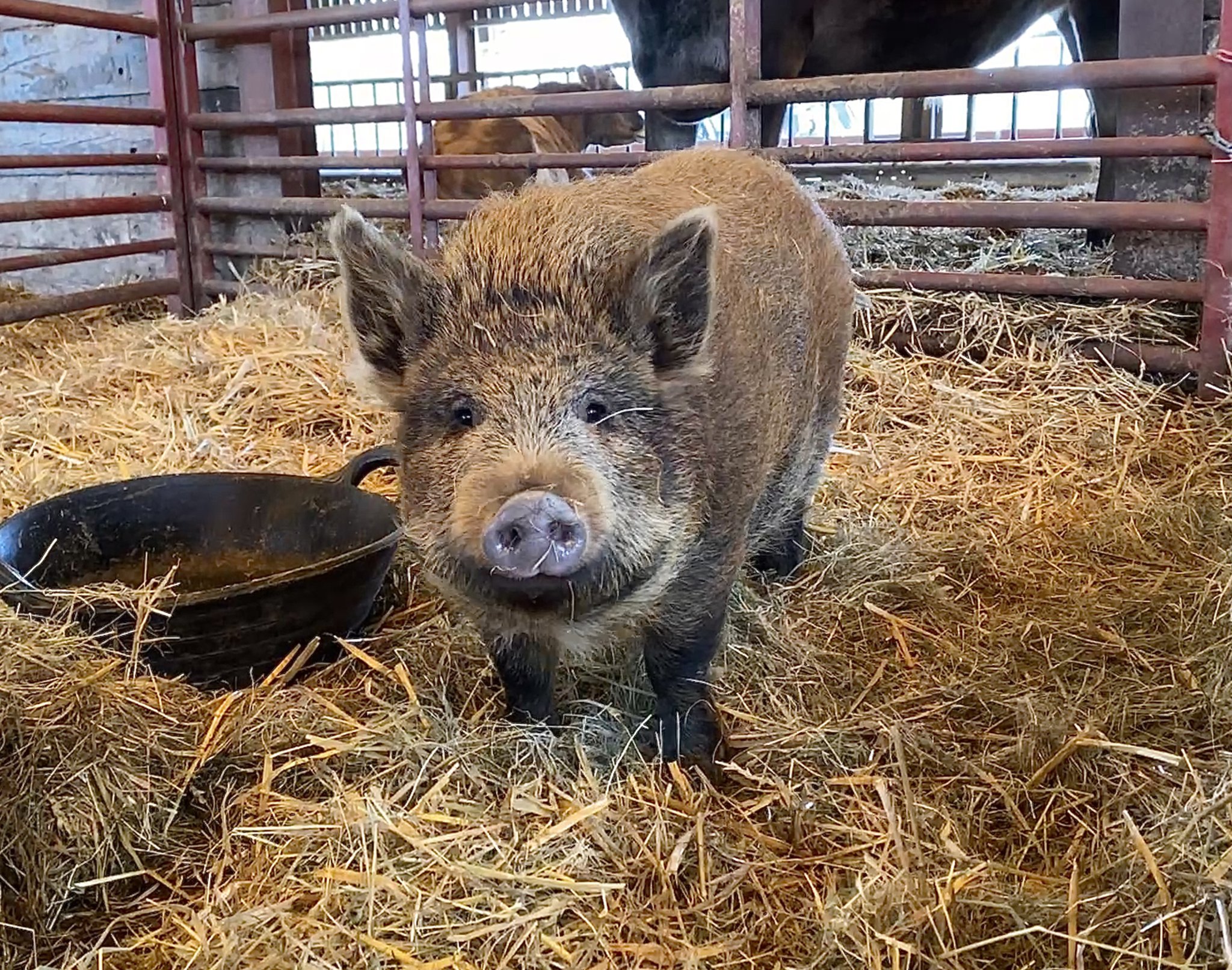 Village backs plan to rescue baby piglet