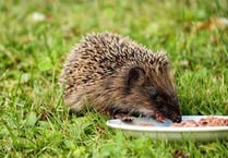 Hedgehog hunting at St Mary’s Church