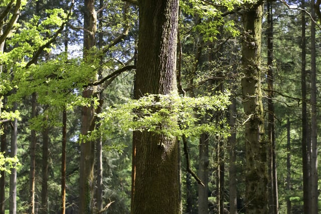 'Wild Isles' highlights work of the RSPB in the Forest