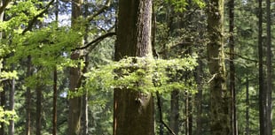 'Wild Isles' highlights work of the RSPB in the Forest
