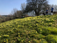 Time to stop and smell the Dymock daffodils
