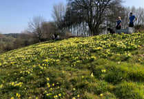 Time to stop and smell the Dymock daffodils