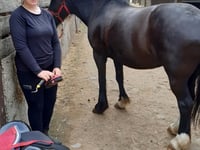Ffion canters towards success at Severnvale