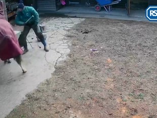 Farrier beat horse with a hammer in brutal attack