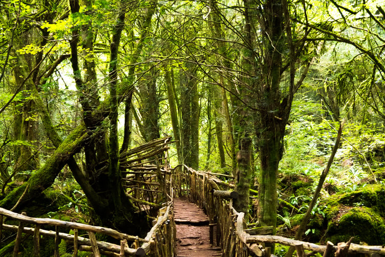 puzzlewood