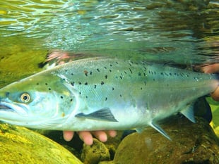 Bleak outlook for Usk salmon
