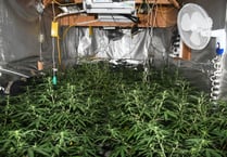 Cinderford cannabis farm shut down in police raid