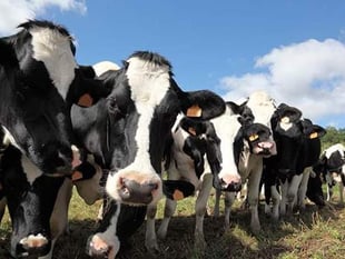 Are cow and sheep cut targets for real?