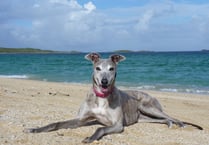 Race against time to find homes for retired greyhounds