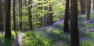 Let’s keep calling a weed a weed