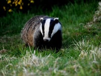 IFAW wants Government to get tougher on wildlife crime