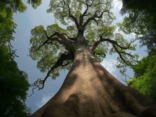Lime tree to be cut-back following discovery of decay