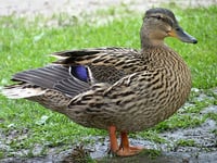 Duck 'holds up' Wye Valley roadworks