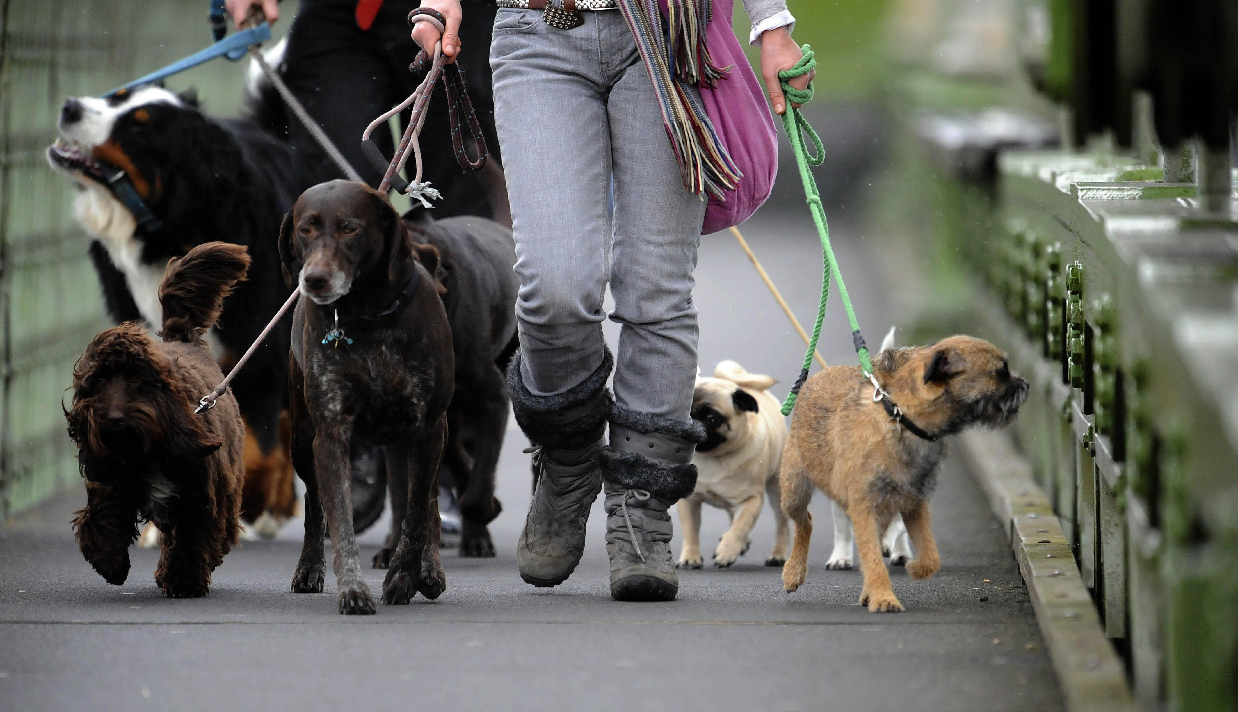  Fewer dog bite wounds treated in Gloucestershire