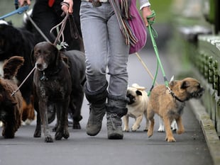  Fewer dog bite wounds treated in Gloucestershire