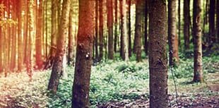 Experience 'The Secret Sounds of Trees' at Beechenhurst