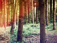 Experience 'The Secret Sounds of Trees' at Beechenhurst