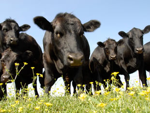Welsh meat farming greenhouse gas emissions lower than rest of UK 