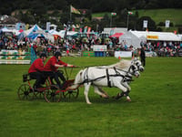 Livestock and  more at show