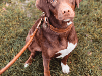 Consultation launched on dog controls in Monmouthshire