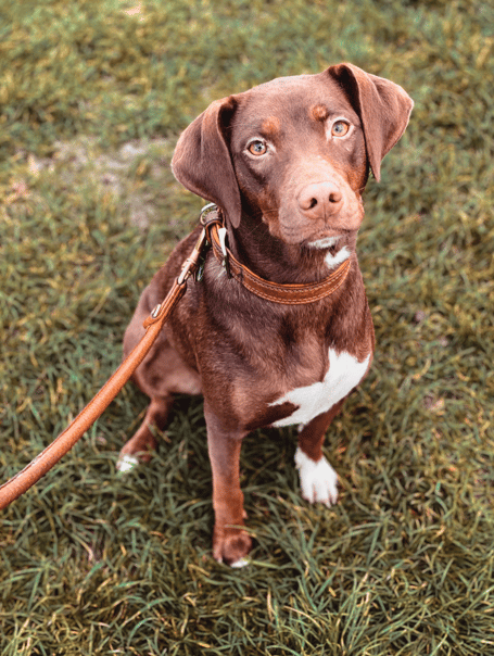 Dog walking stock image 