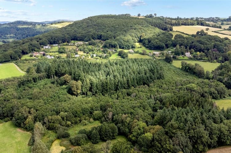 lindors wood