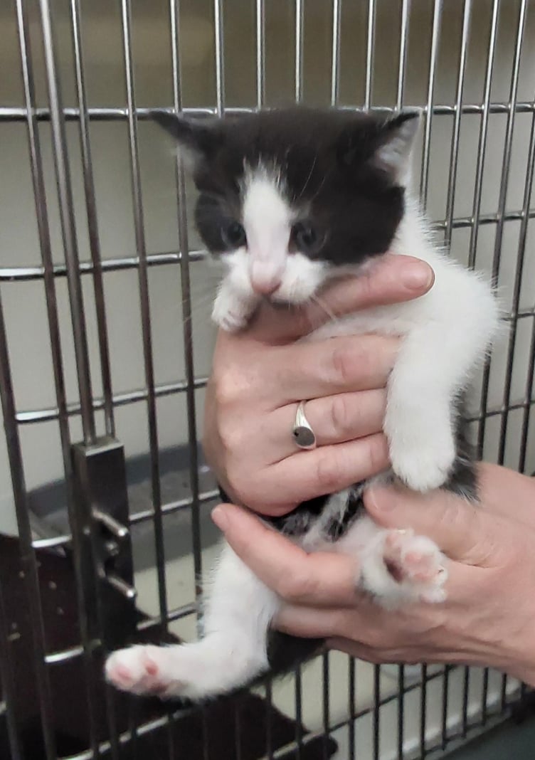 One of the five kittens who are now in the care of Forest of Dean Street Wardens