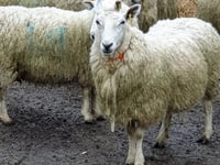 Ross Market sees a surge in cattle and lamb trade